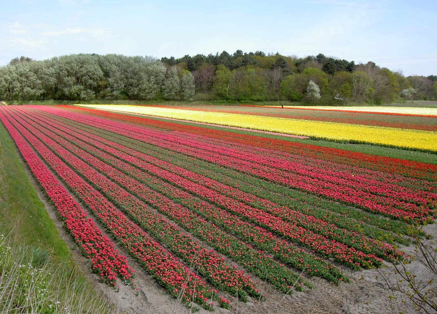 Foto: Zanderij bij Lokhorsterduin, Marca Bultink, Hillegom.
